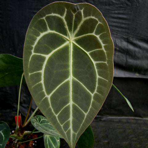 Anthurium FTG crystallinum x forgetii leaf with pale venation and broad heartlike shape