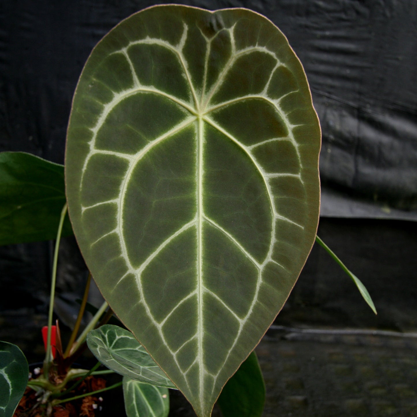 anthurium crypto price Anthurium FTG crystallinum x forgetii – Carnivero