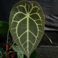 Anthurium FTG crystallinum x forgetii