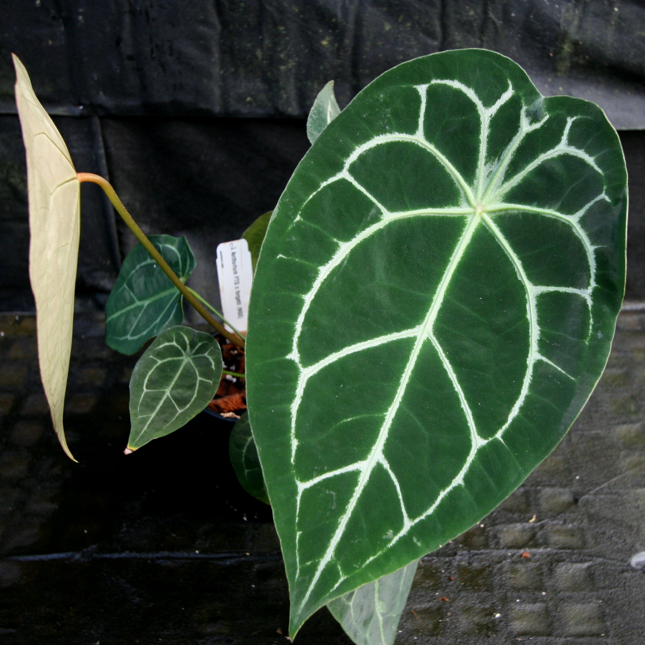 その他観葉植物 Anthurium FTG crystallinum S2 Anthurium FTG crystallinum x forgetii – Carnivero