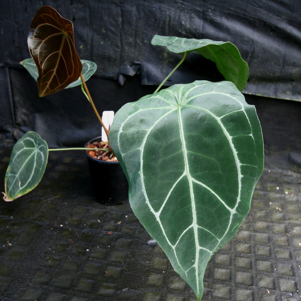anthurium new leaf Anthurium FTG crystallinum x forgetii – Carnivero