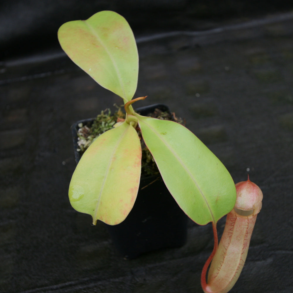 
                      
                        Nepenthes sibuyanensis "Patches" x truncata (c) - Giant, CAR-0029
                      
                    