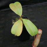 Nepenthes sibuyanensis "Patches" x truncata (c) - Giant, CAR-0029