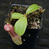 Nepenthes sibuyanensis "Patches" x truncata (c) - Giant, CAR-0029