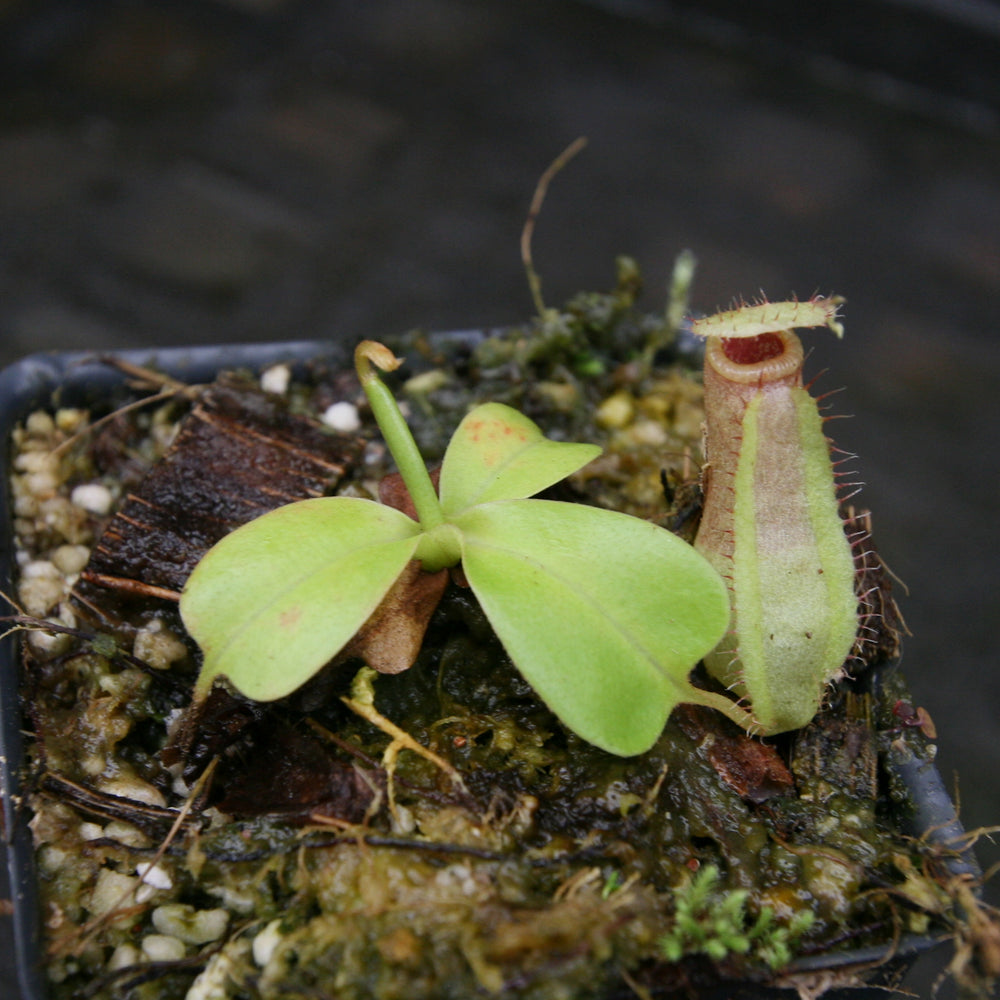 
                      
                        Nepenthes sibuyanensis "Patches" x truncata (c) - Giant, CAR-0029
                      
                    