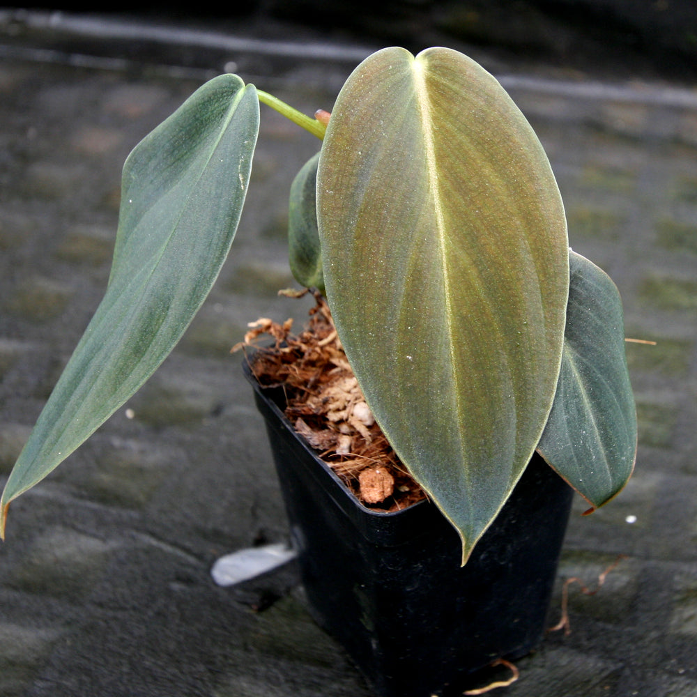 
                      
                        Philodendron gigas
                      
                    