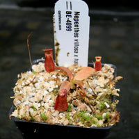Nepenthes villosa x hamata