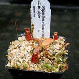 Nepenthes villosa x hamata