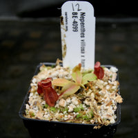 Nepenthes villosa x hamata