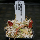 Nepenthes villosa x hamata
