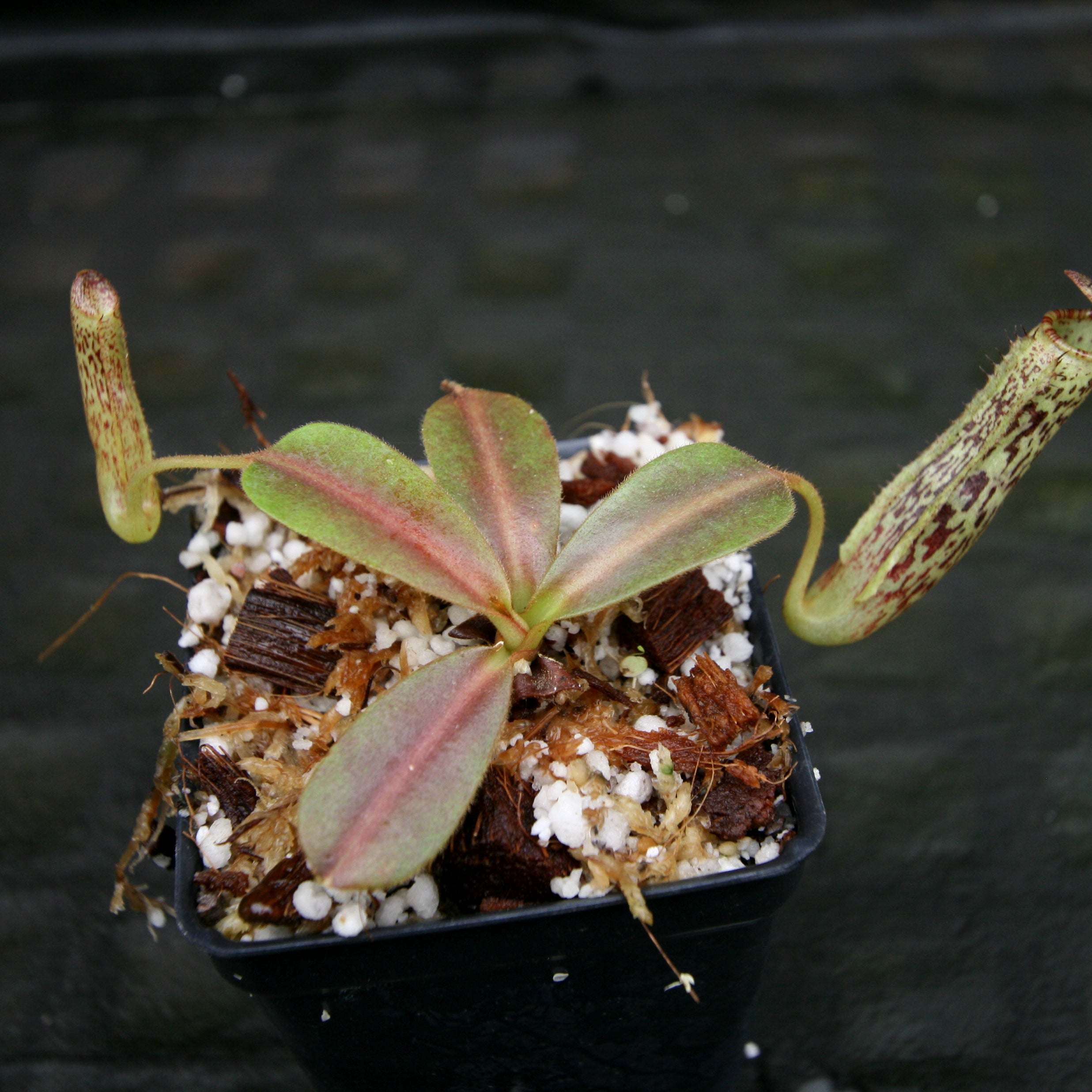 Nepenthes vogelii, BE-3256 – Carnivero