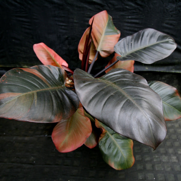 Philodendron Black Cardinal Variegated