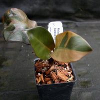 Philodendron Black Cardinal Variegated