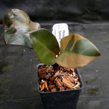 Philodendron Black Cardinal Variegated