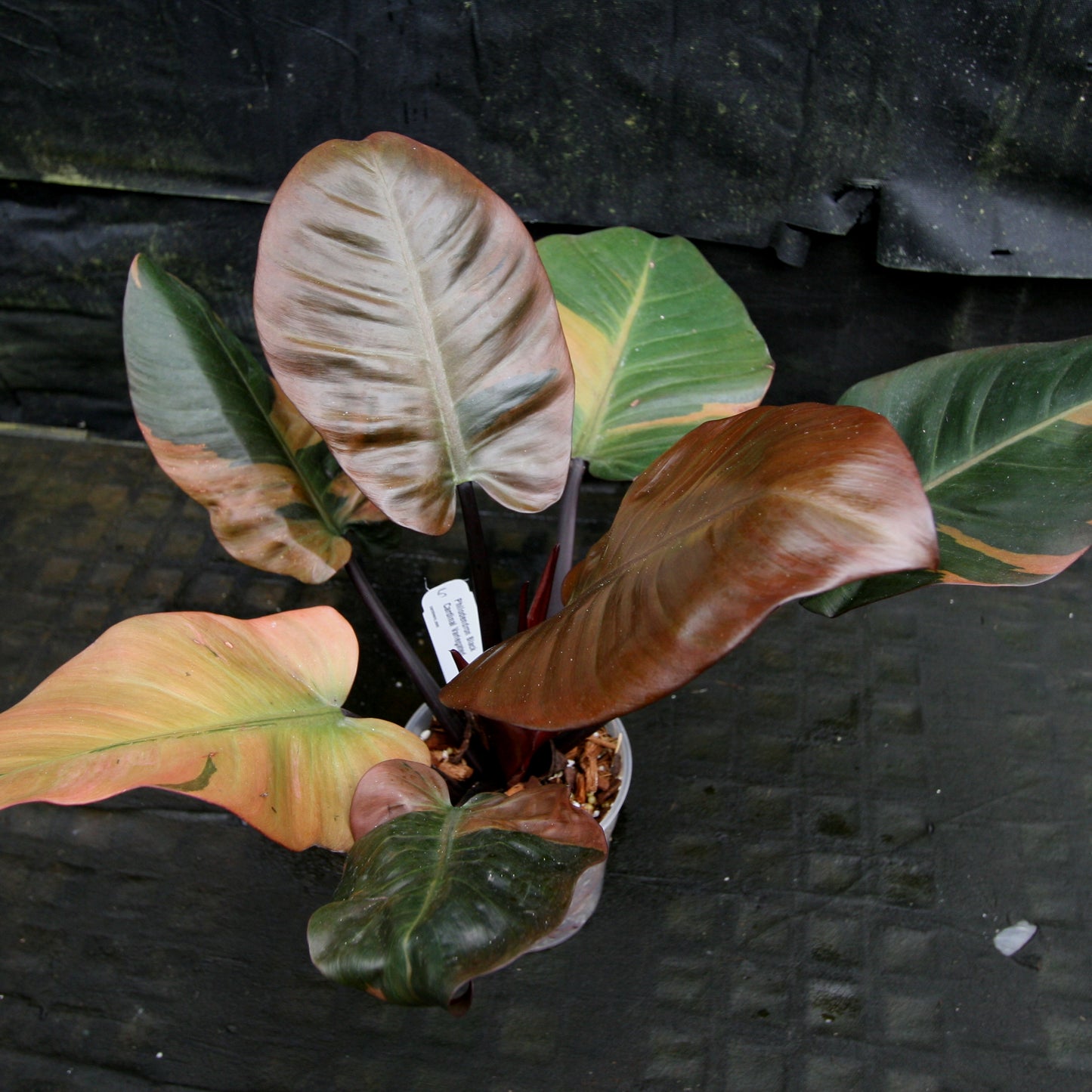 harga philodendron black cardinal Philodendron Black Cardinal Variegated