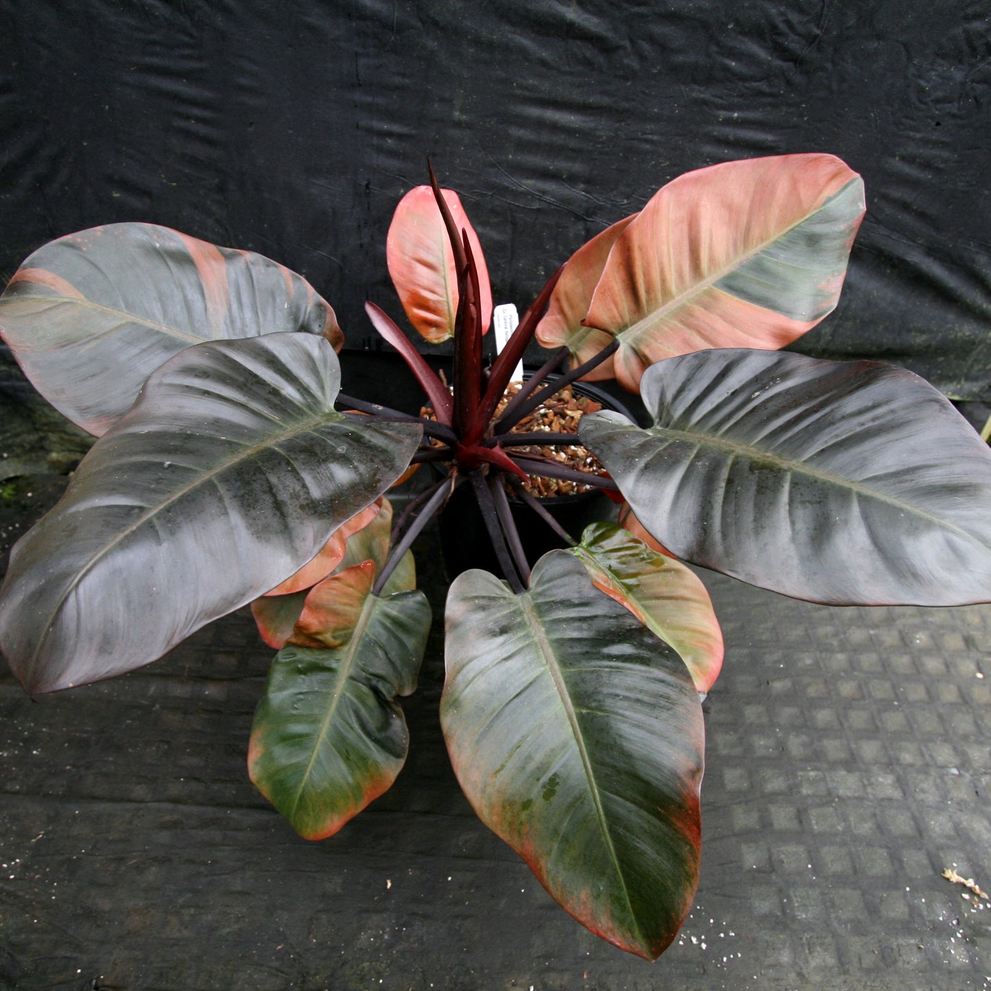 blacks on philodendron Philodendron Black Cardinal Variegated