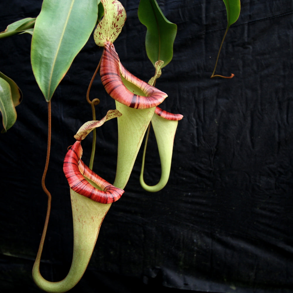 
                      
                        Nepenthes [(lowii x veitchii) x boschiana]-yellow x platychila, CAR-0084
                      
                    