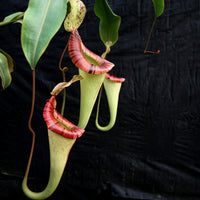 Nepenthes [(lowii x veitchii) x boschiana]-yellow x platychila, CAR-0084