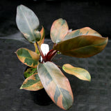 Philodendron Black Cardinal Variegated