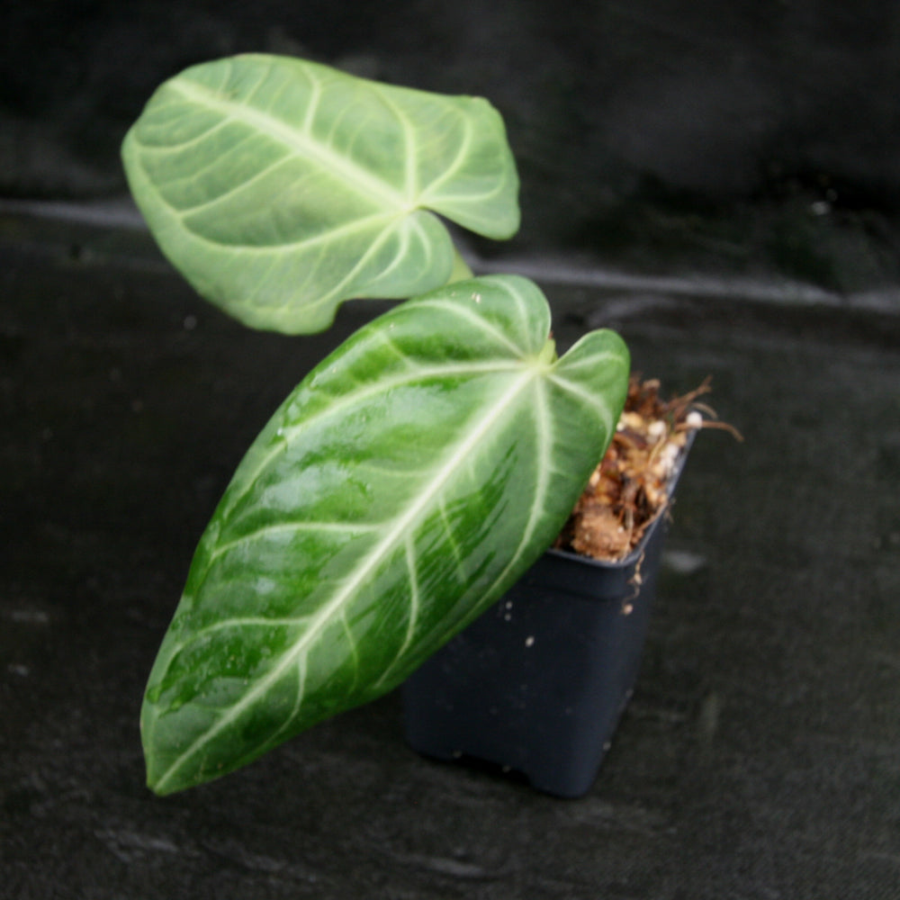 
                      
                        Anthurium villenaorum
                      
                    