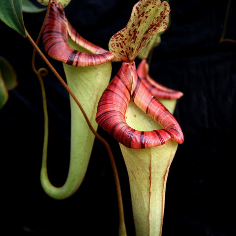 Nepenthes lowii x veitchii x boschiana yellow x platychila with a tall pale green pitcher and a red striped rim.