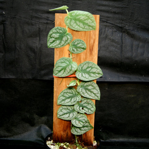 Monstera dubia plant with silver-veined green leaves climbing a wooden stake