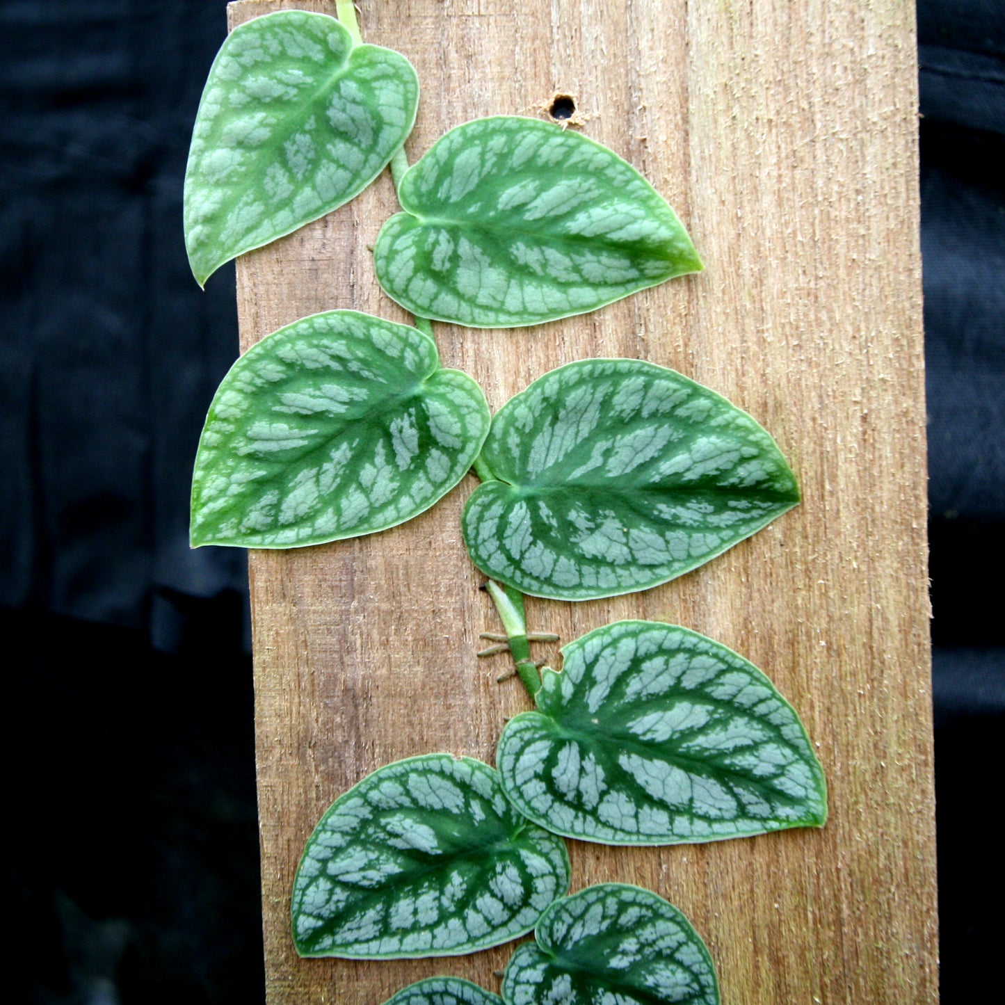 philodendron monstera dubia Monstera dubia – Carnivero