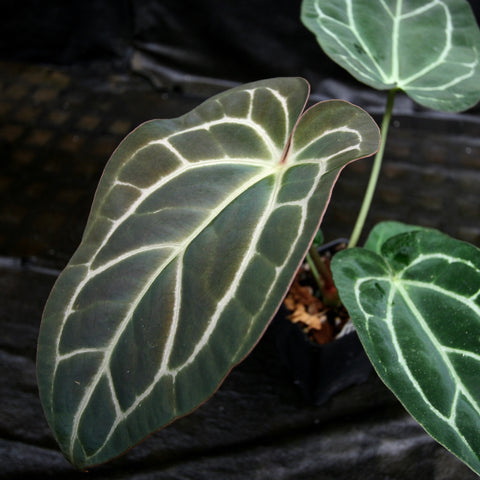 Dark green Anthurium crystallinum Dark x carlablackiae leaf with pale white veins