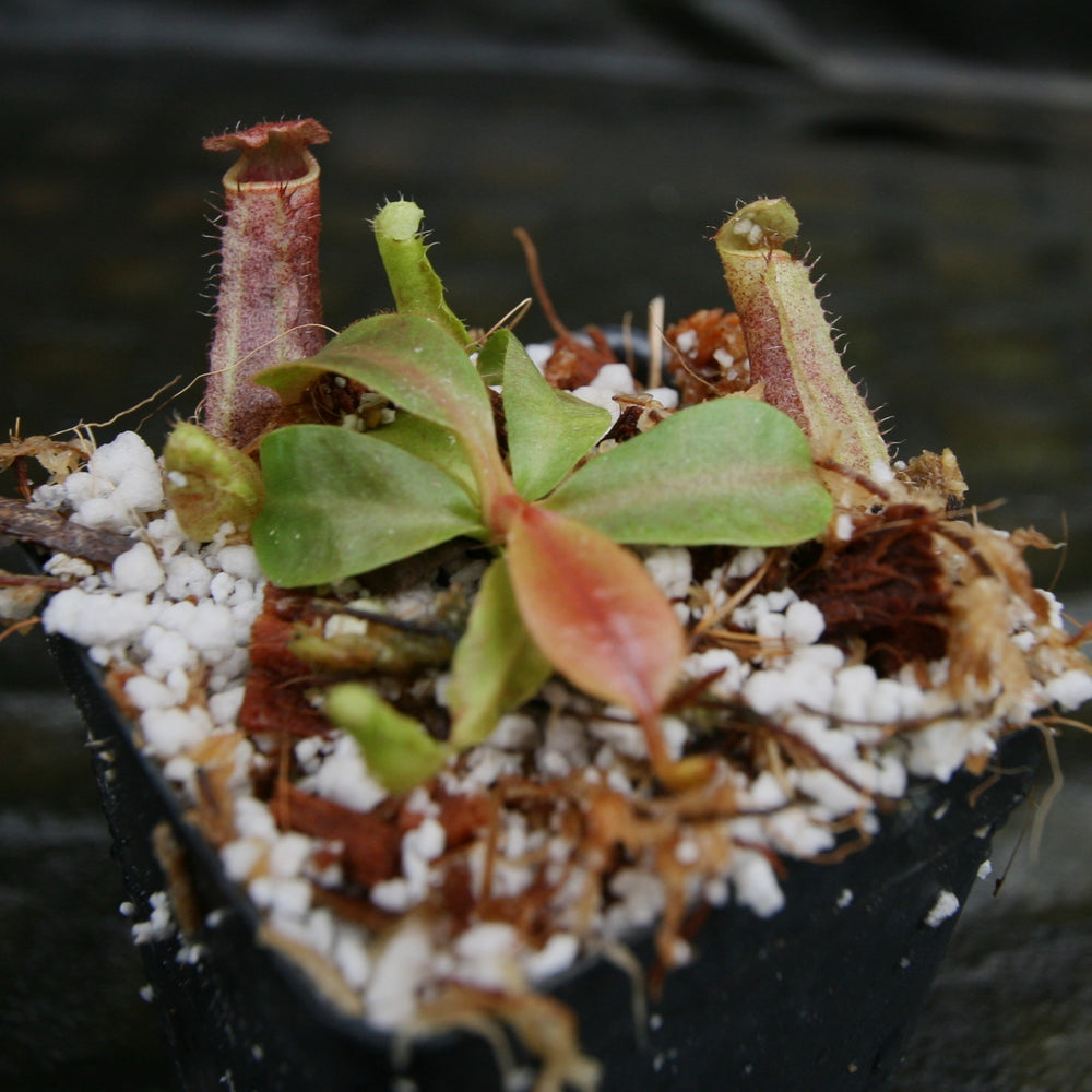
                      
                        Nepenthes [(lowii x veitchii) x boschiana)] "Red Ruffled" x veitchii "Cobra", CAR-0292
                      
                    