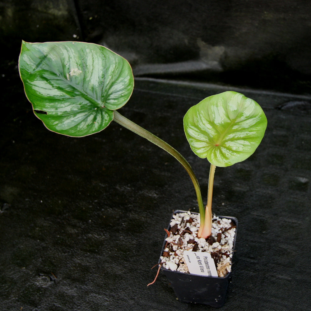 
                      
                        Philodendron mamei var Karol Villena
                      
                    