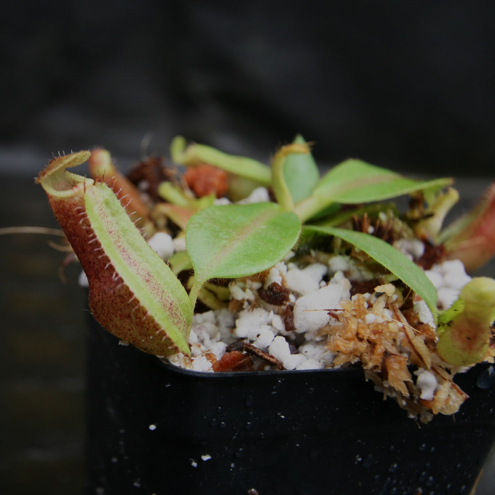 
                      
                        Nepenthes [(lowii x veitchii) x boschiana)] "Red Ruffled" x veitchii "Cobra", CAR-0292
                      
                    