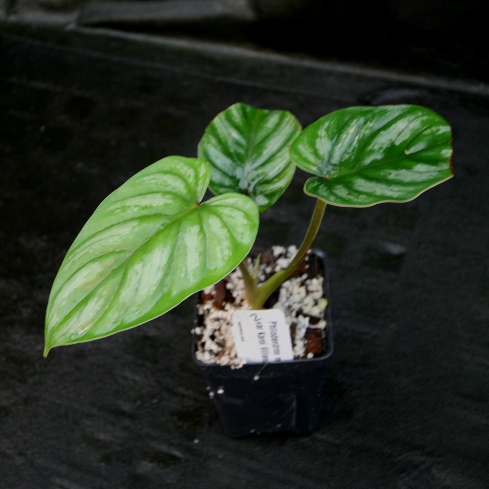
                      
                        Philodendron mamei var Karol Villena
                      
                    