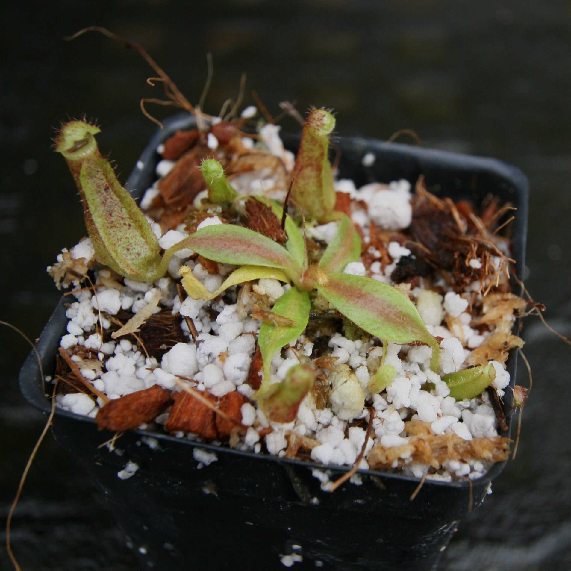 レイコウトウヒ　ルーベッセンス　バルフォーリアナ Nepenthes [(lowii x veitchii) x boschiana)] 