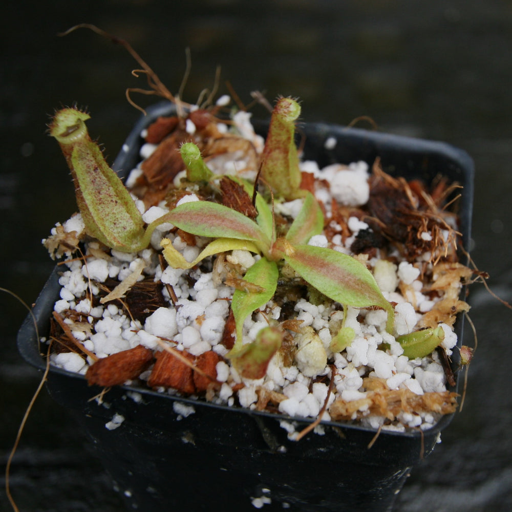 
                      
                        Nepenthes [(lowii x veitchii) x boschiana)] "Red Ruffled" x veitchii "Cobra", CAR-0292
                      
                    
