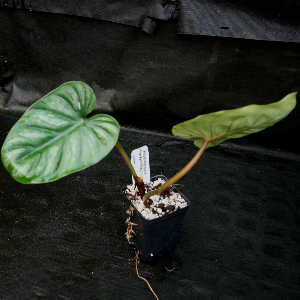 
                      
                        Philodendron mamei var Karol Villena
                      
                    