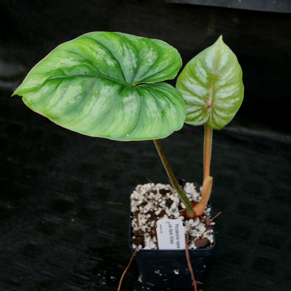 
                      
                        Philodendron mamei var Karol Villena
                      
                    
