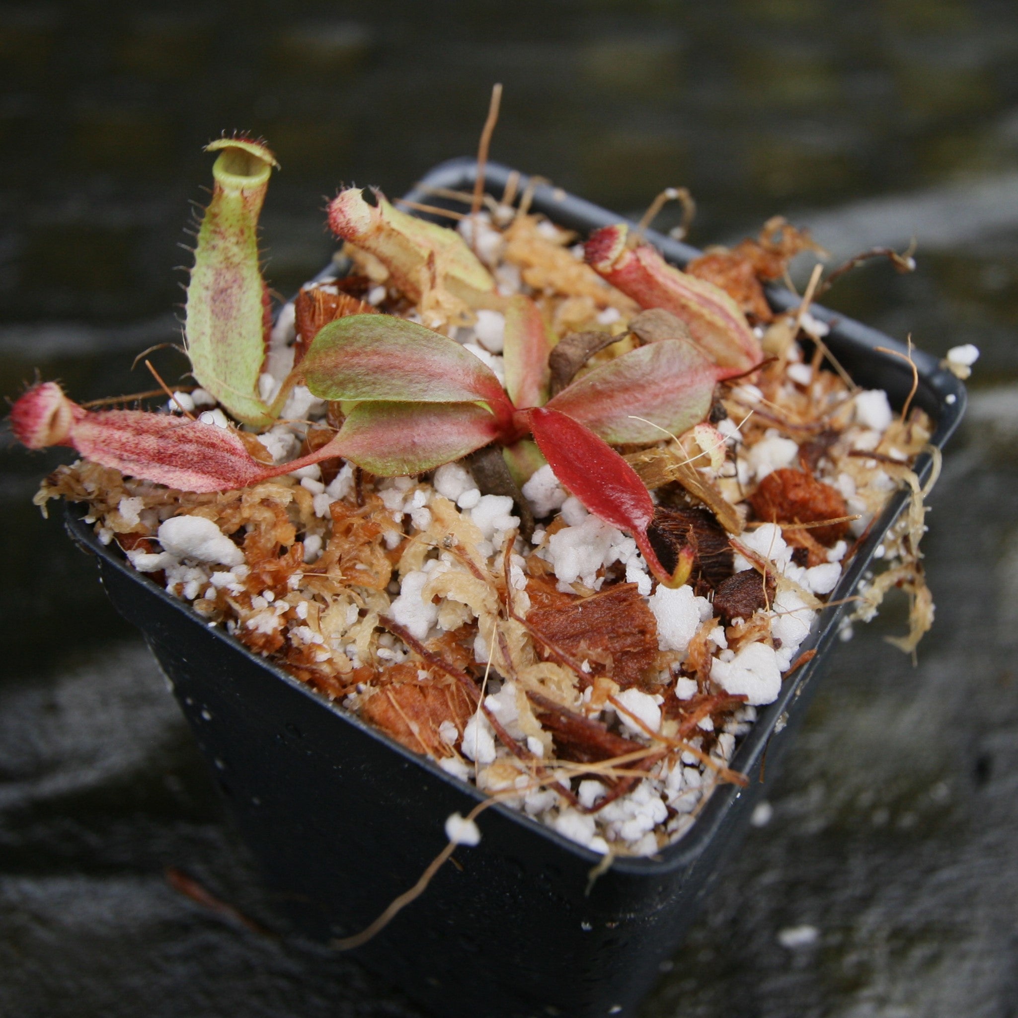 Nepenthes boschiana BE x 'Leviathan', CAR-0291 – Carnivero