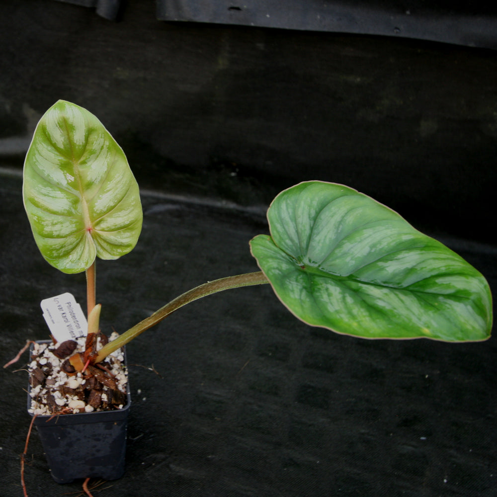 
                      
                        Philodendron mamei var Karol Villena
                      
                    