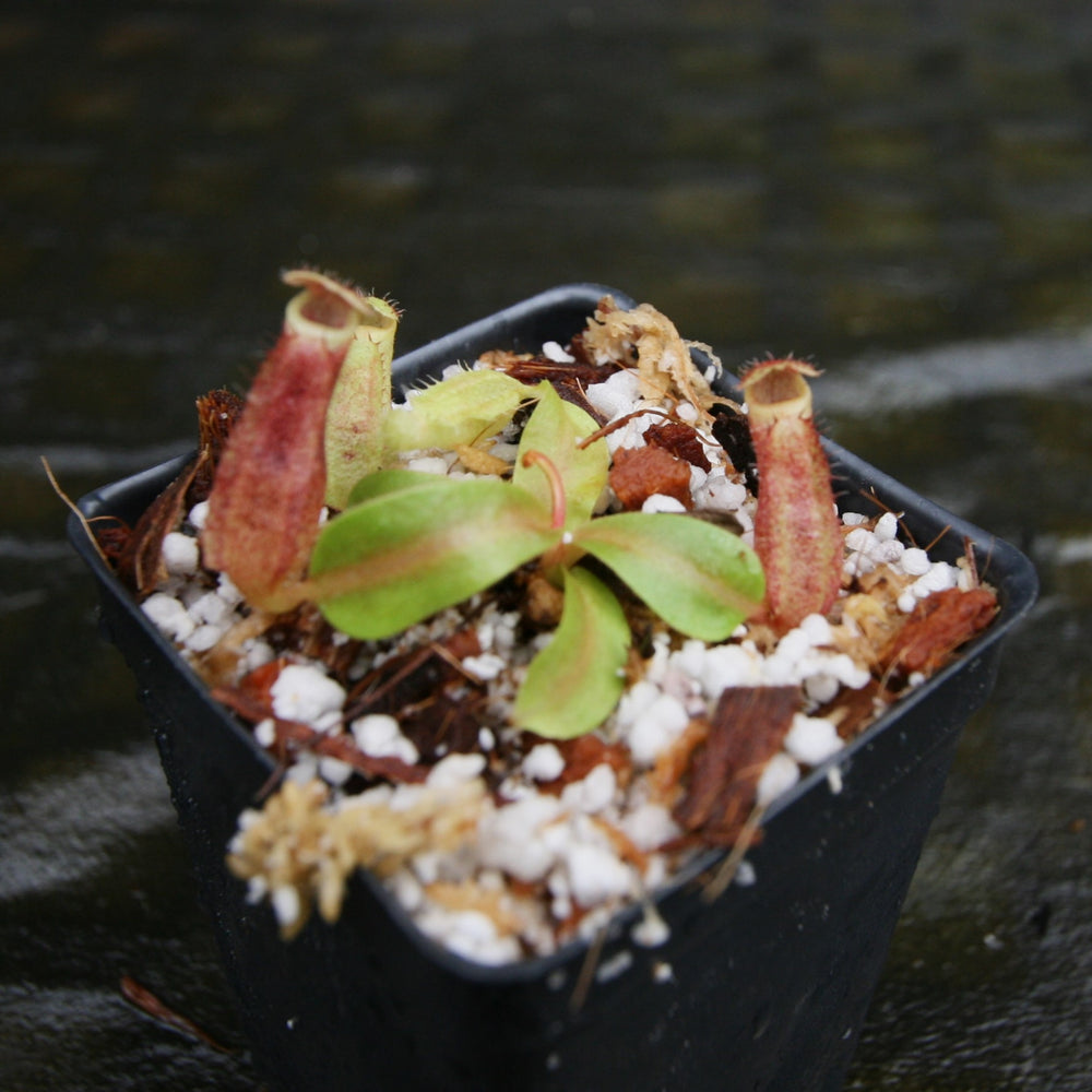
                      
                        Nepenthes boschiana BE x 'Leviathan', CAR-0291
                      
                    