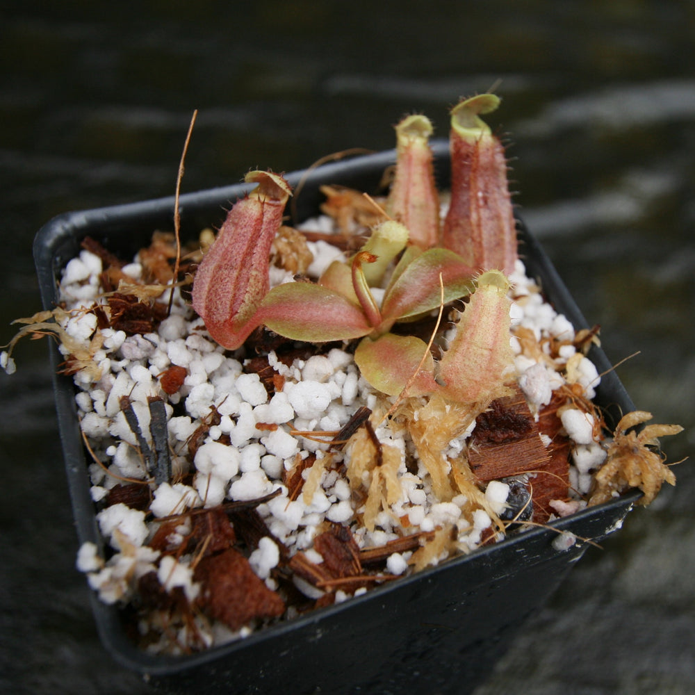 
                      
                        Nepenthes boschiana BE x 'Leviathan', CAR-0291
                      
                    
