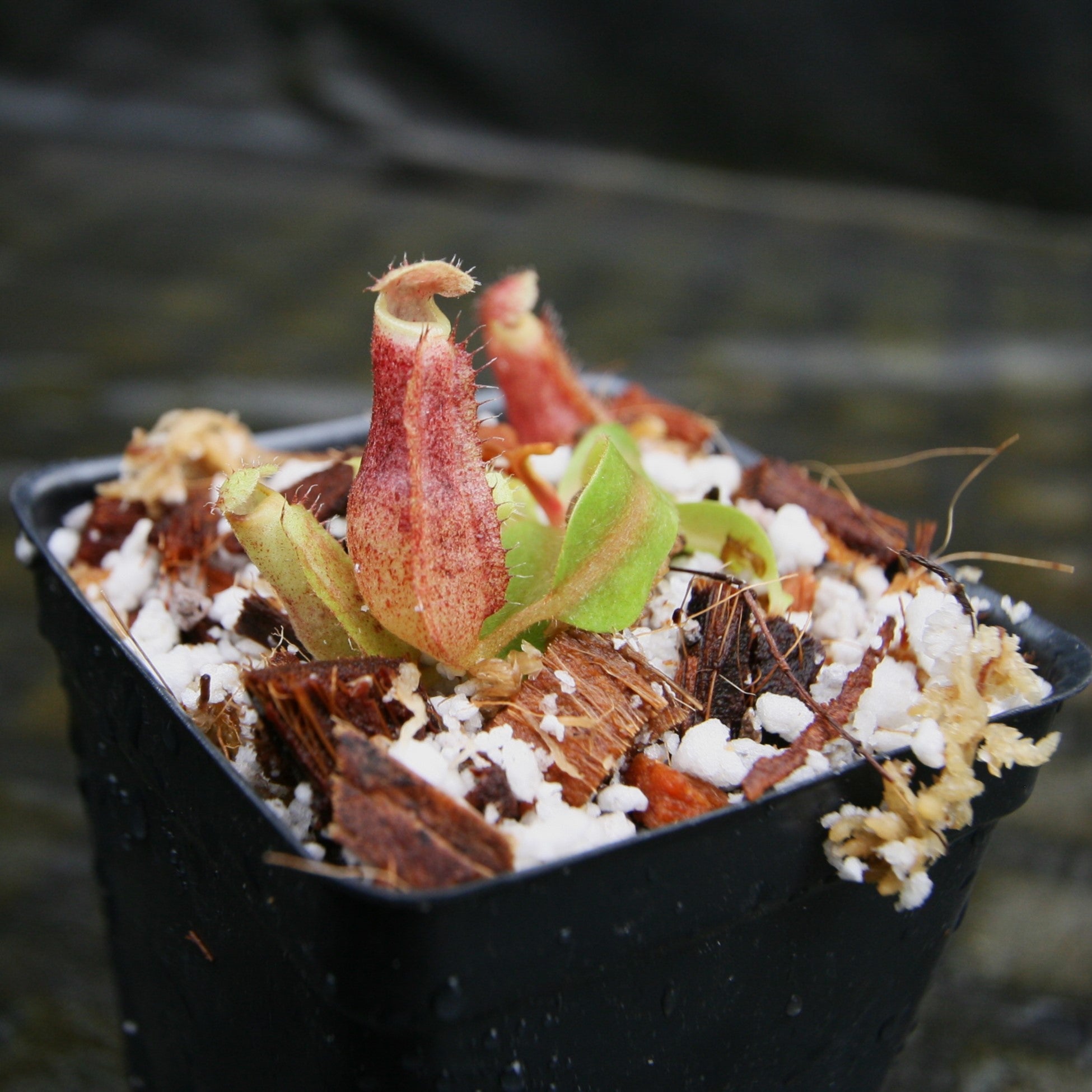 Nepenthes boschiana BE x 'Leviathan', CAR-0291 – Carnivero