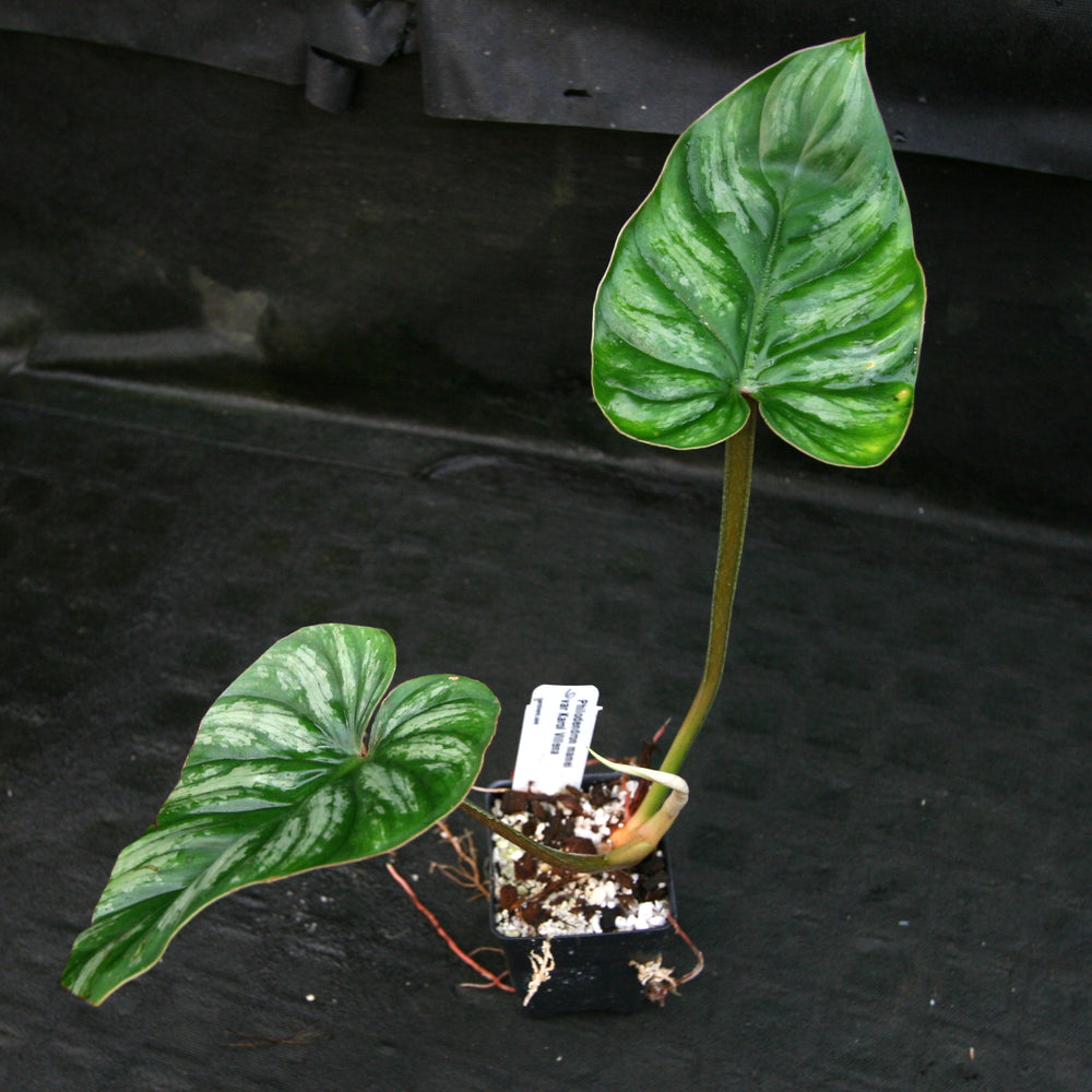
                      
                        Philodendron mamei var Karol Villena
                      
                    