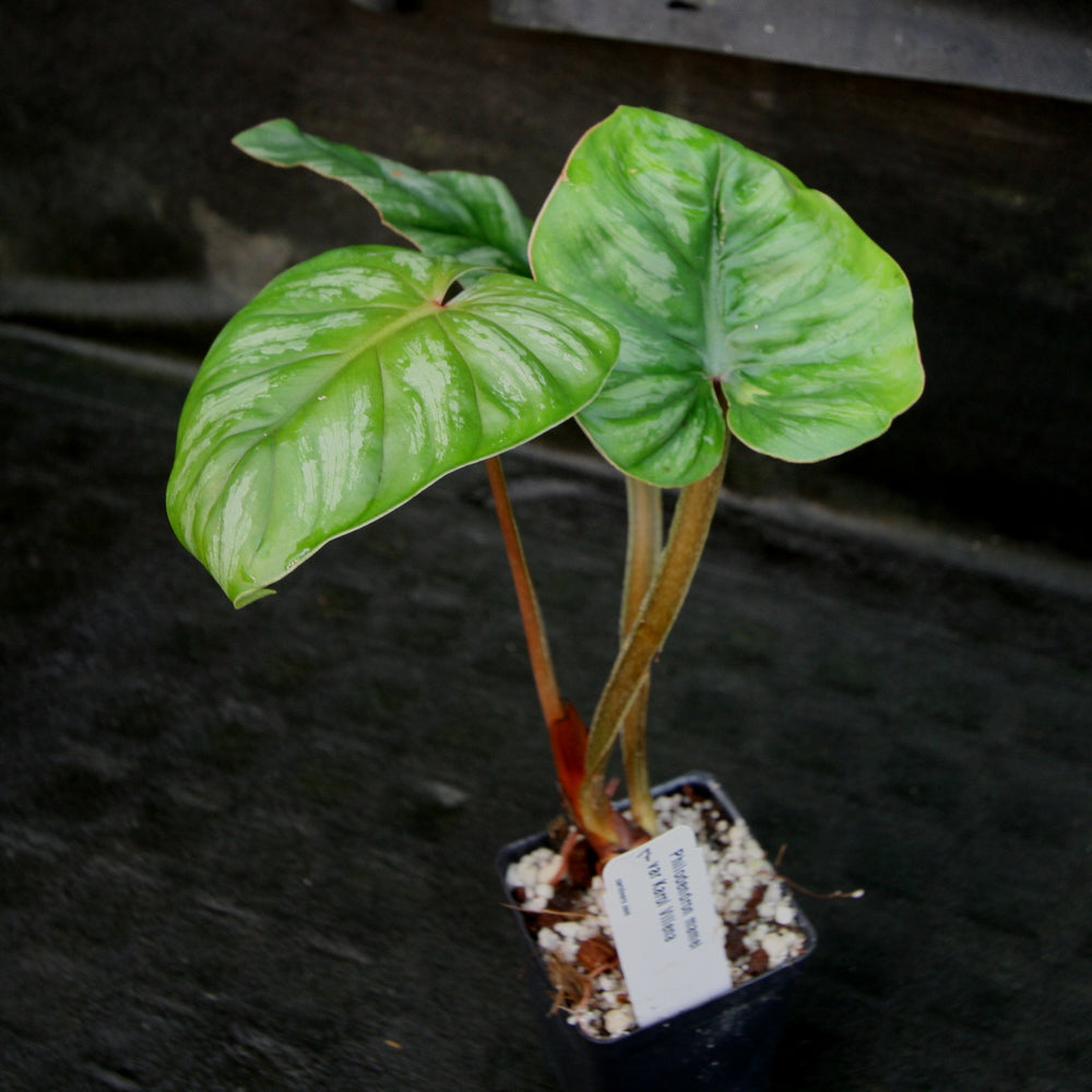 
                      
                        Philodendron mamei var Karol Villena
                      
                    