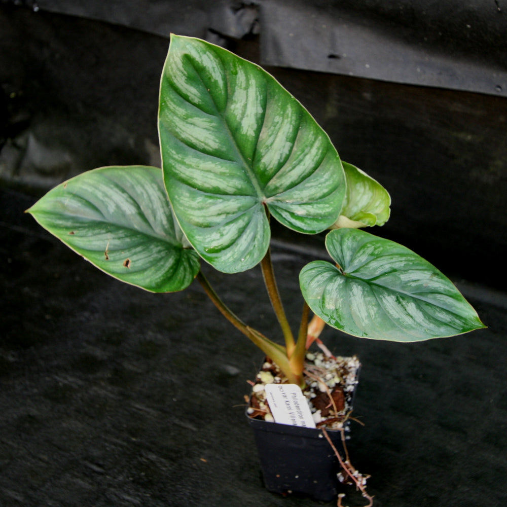 
                      
                        Philodendron mamei var Karol Villena
                      
                    