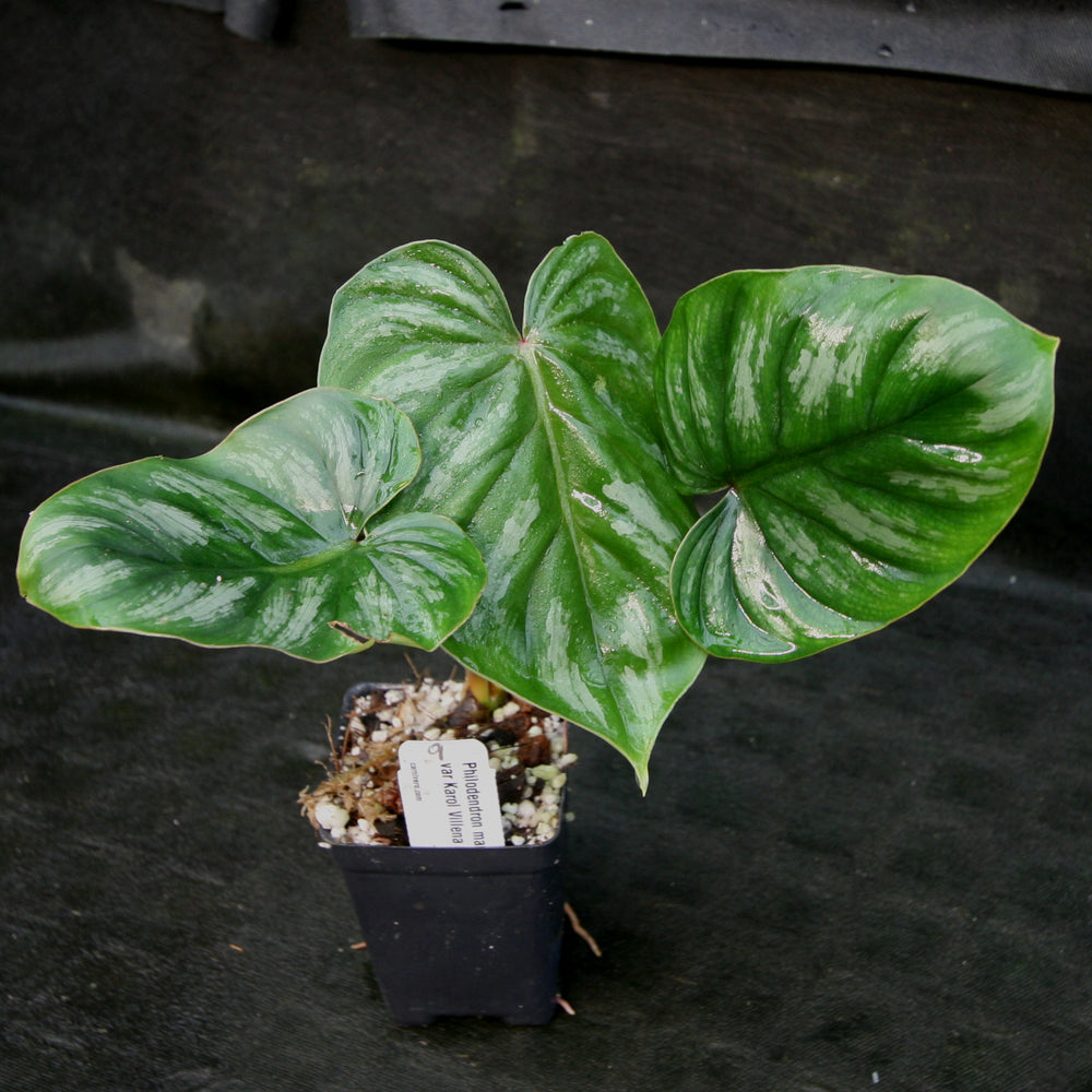 
                      
                        Philodendron mamei var Karol Villena
                      
                    