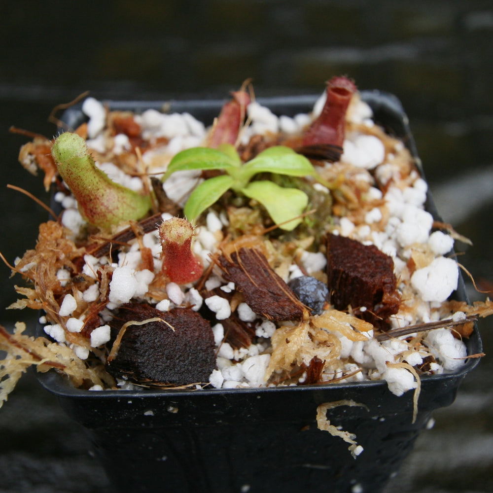 
                      
                        Nepenthes [(lowii x veitchii) x boschiana)] "Red Ruffled" x (truncata x veitchii (m)), CAR-0290
                      
                    