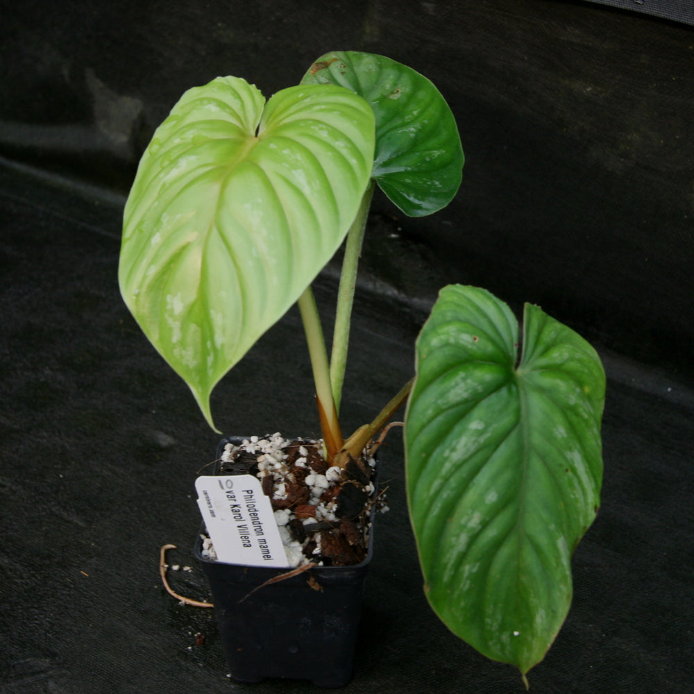 
                      
                        Philodendron mamei var Karol Villena
                      
                    
