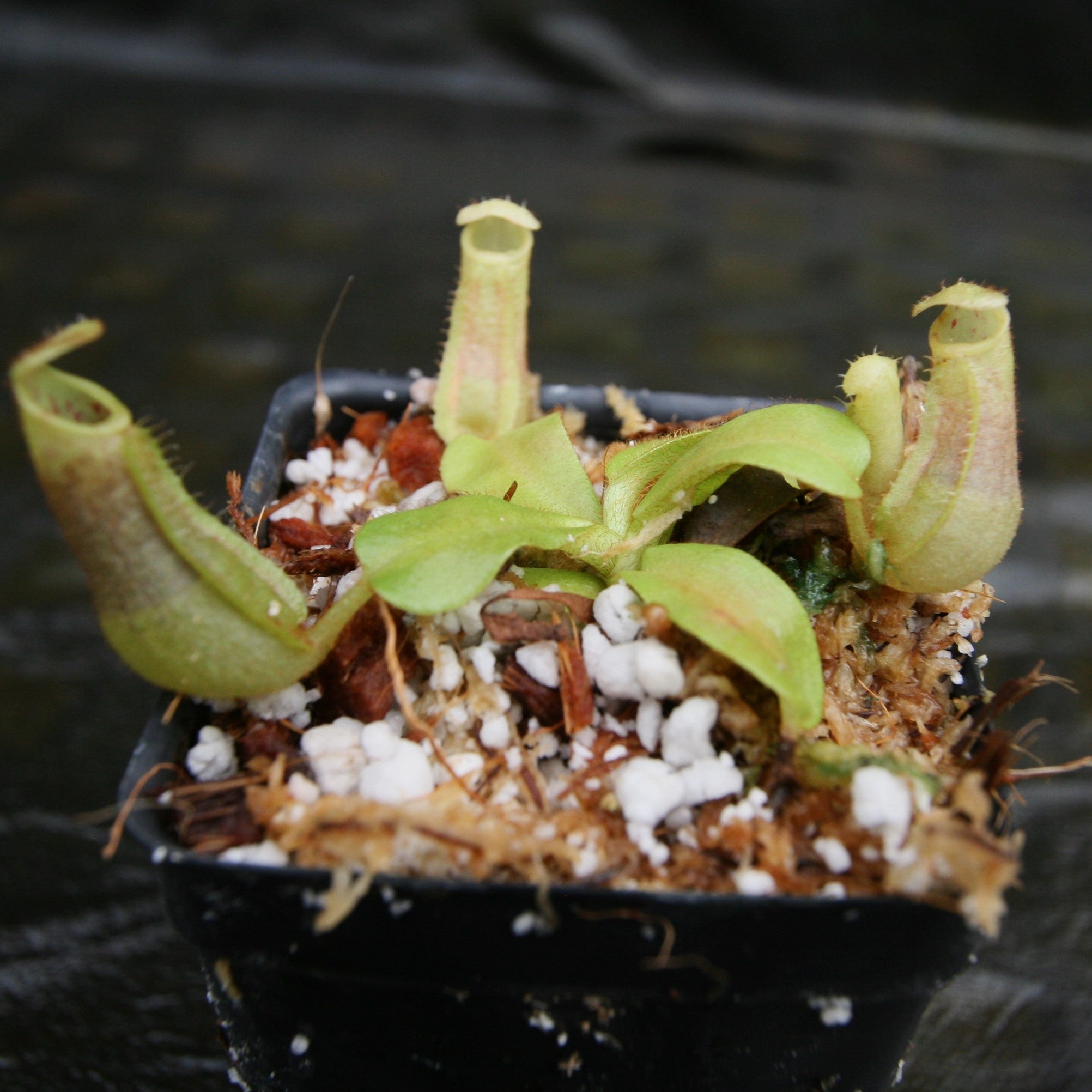 Nepenthes veitchii ((k) x Bareo Squat), CAR-0289 – Carnivero