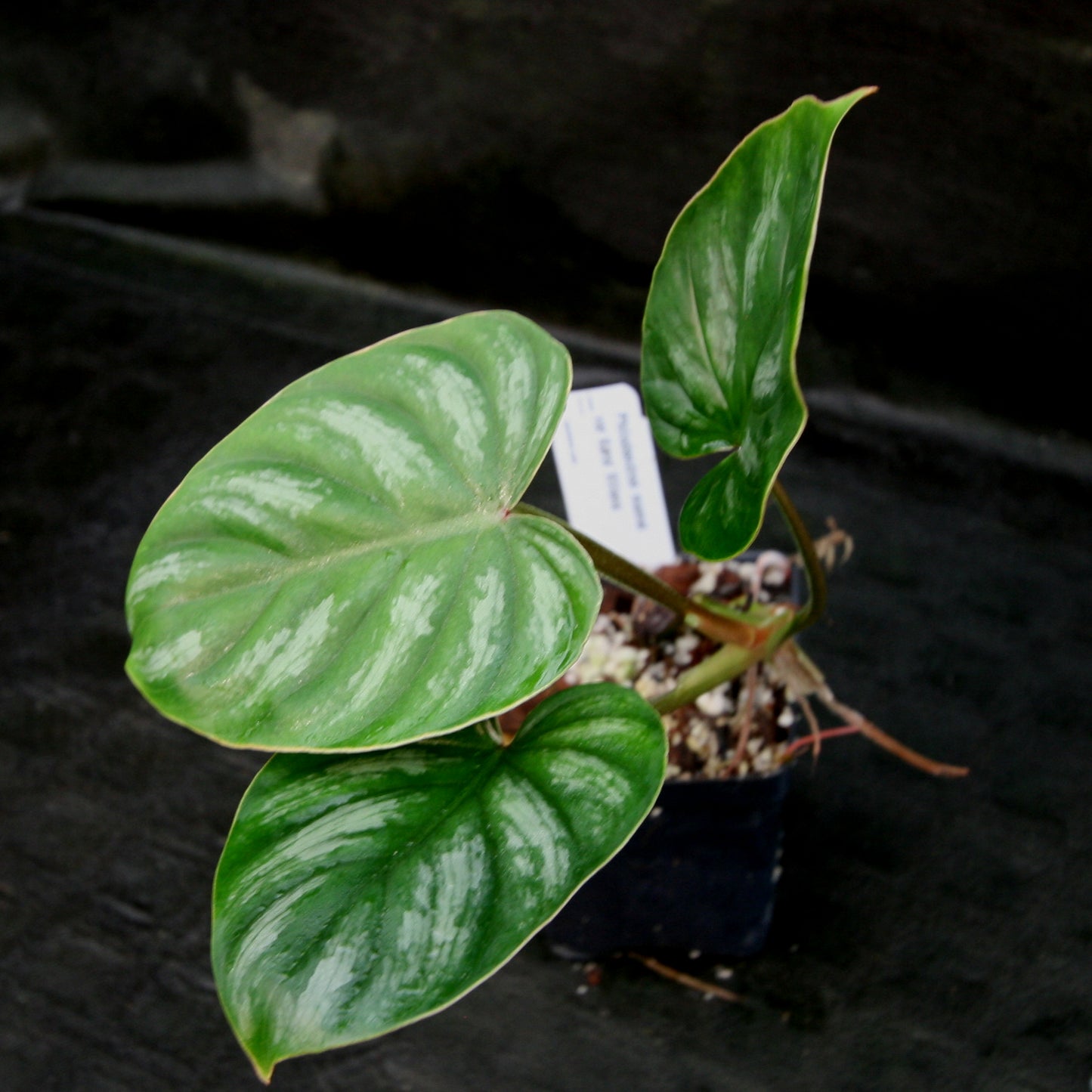 philodendron sodiroi vs mamei Philodendron mamei var Karol Villena – Carnivero