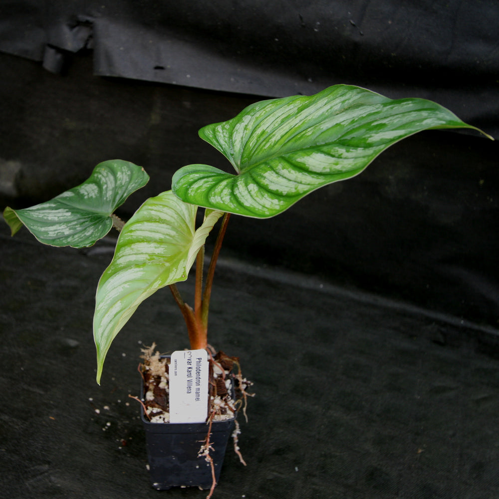 
                      
                        Philodendron mamei var Karol Villena
                      
                    